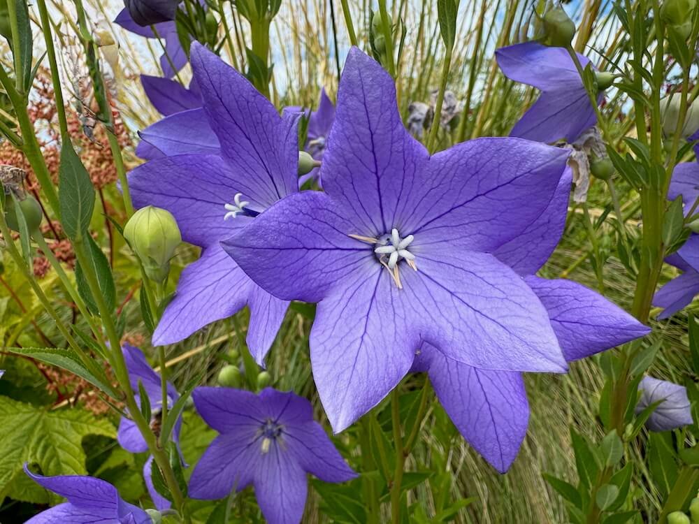 Platycodon Grandiflorus
