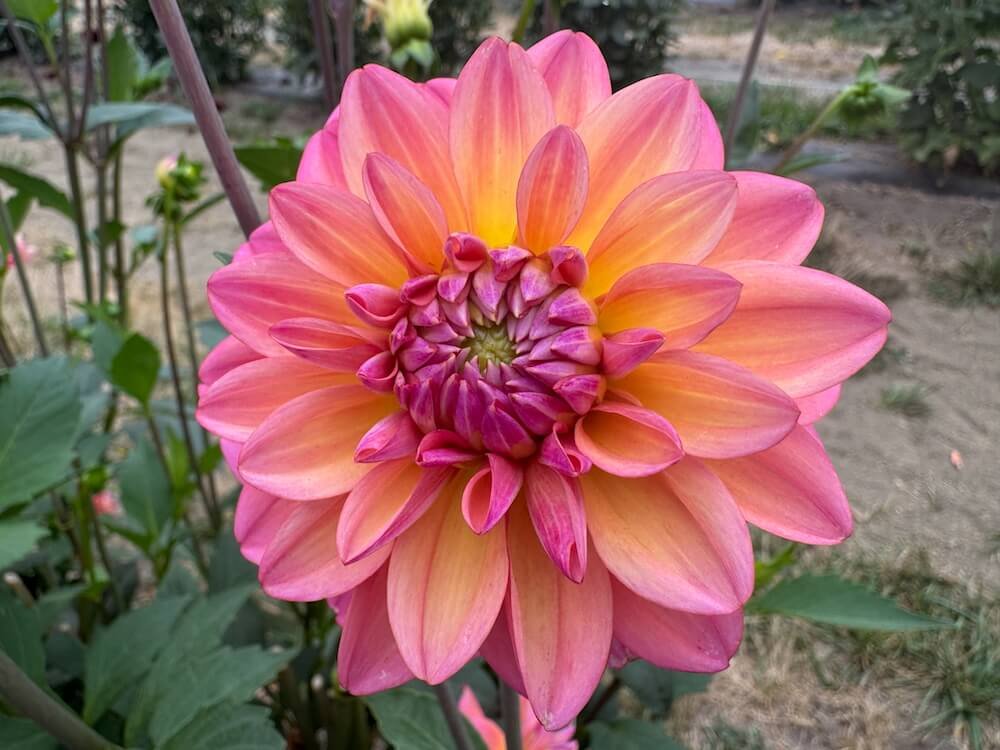 Dahlia 'Great Silence'