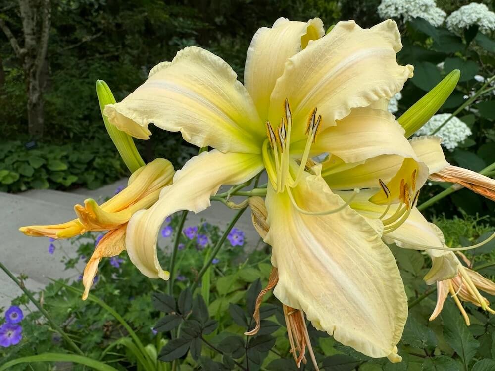 Hemerocallis 'Galaxy Cream'