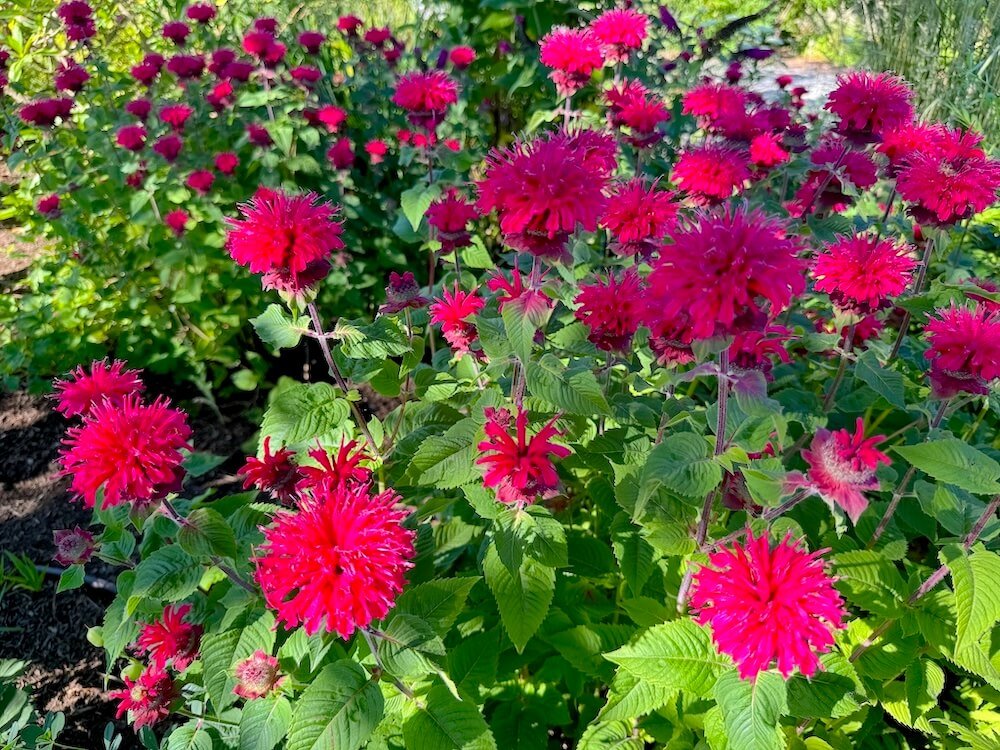 Monarda didyma 'Bee-You Bee-True'