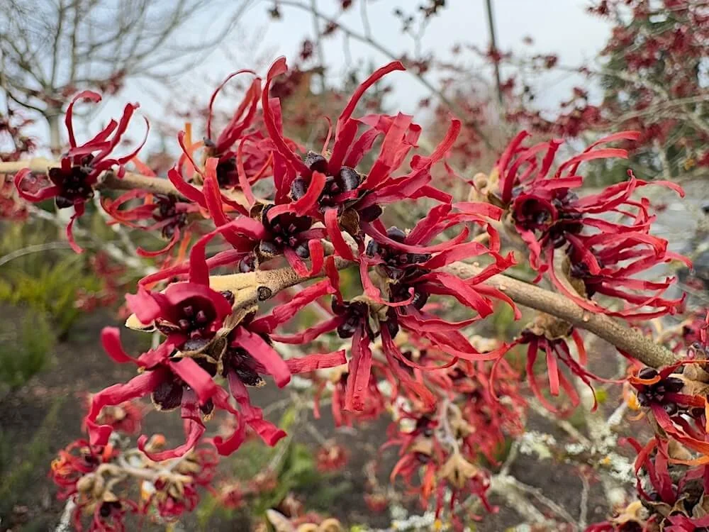 Hamamelis x intermedia 'Diane'
