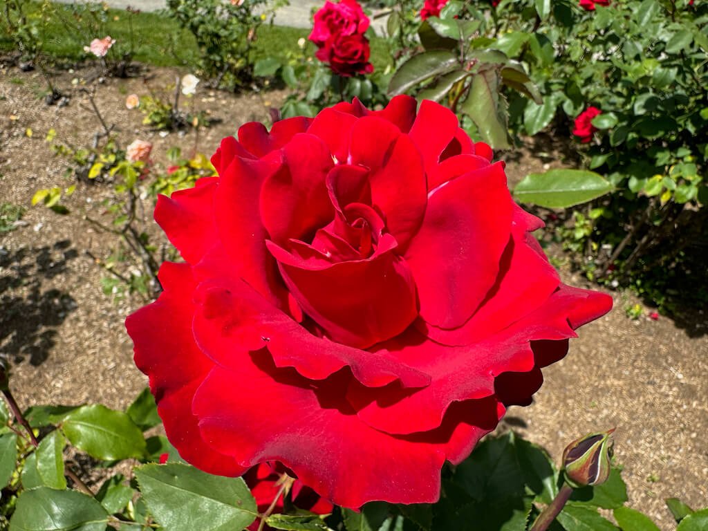 Rosa 'Opening Night'