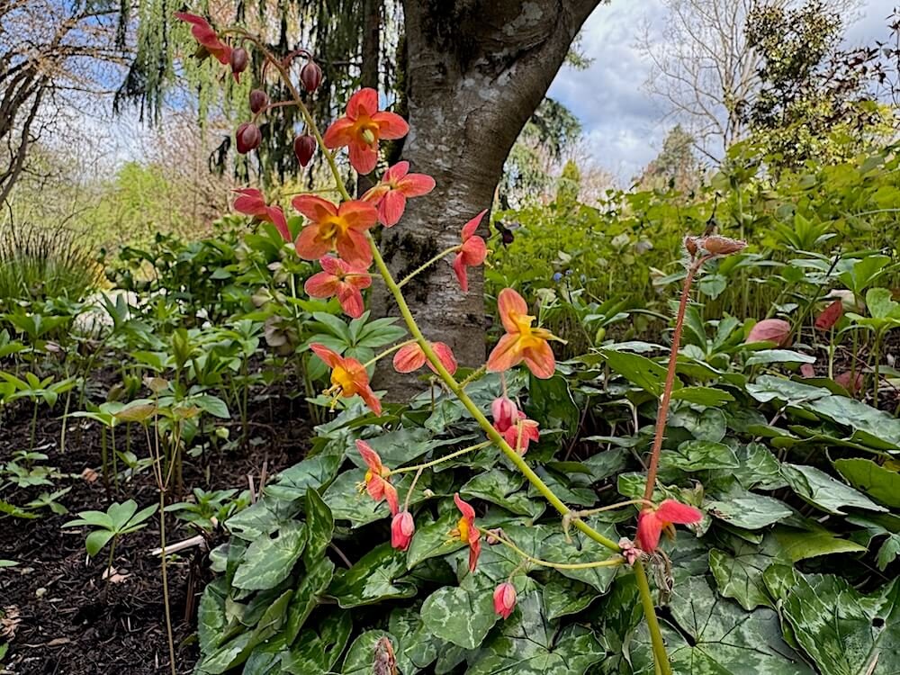 Epimedium x warleyense 'Orangekonigin'