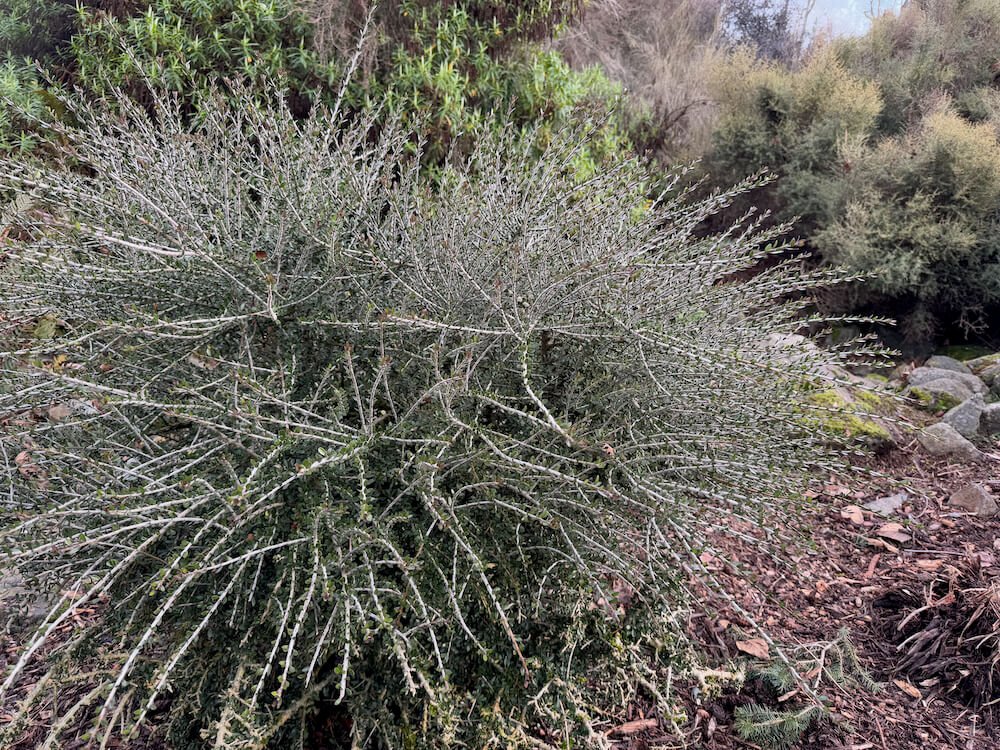 Melicytus crassifolius
