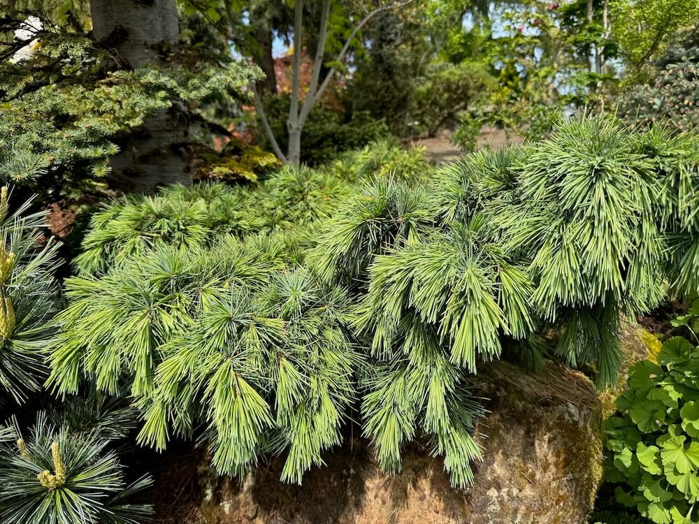 Cedrus libani 'Hedgehog'