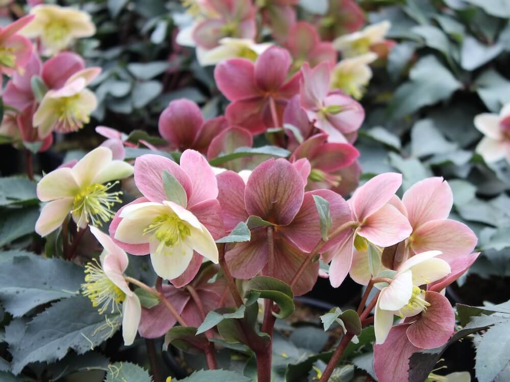 Discover the Beauty of Hellebores