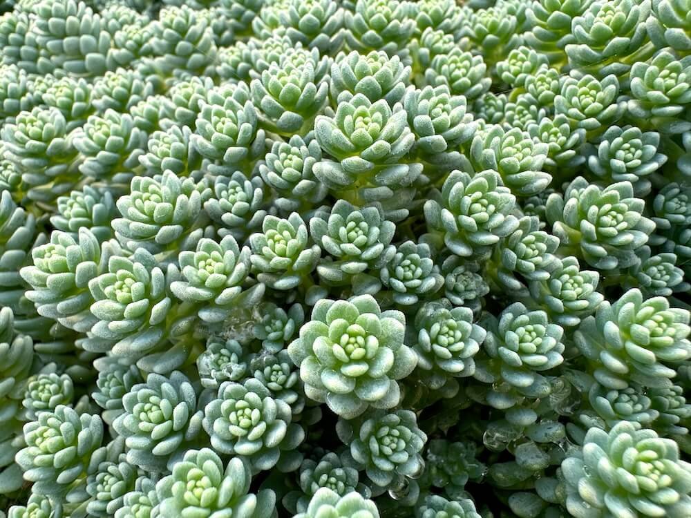 Sedum dasyphyllum 'Himalayan Skies'