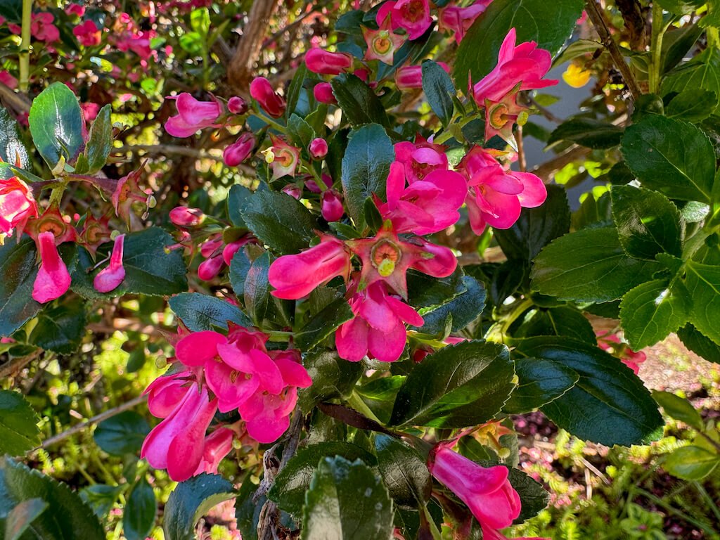 Escallonia x langleyensis 'Pride of Donard'