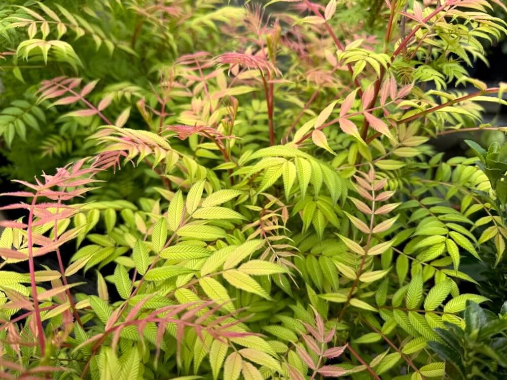 FALSE SPIREA (Sorbaria)