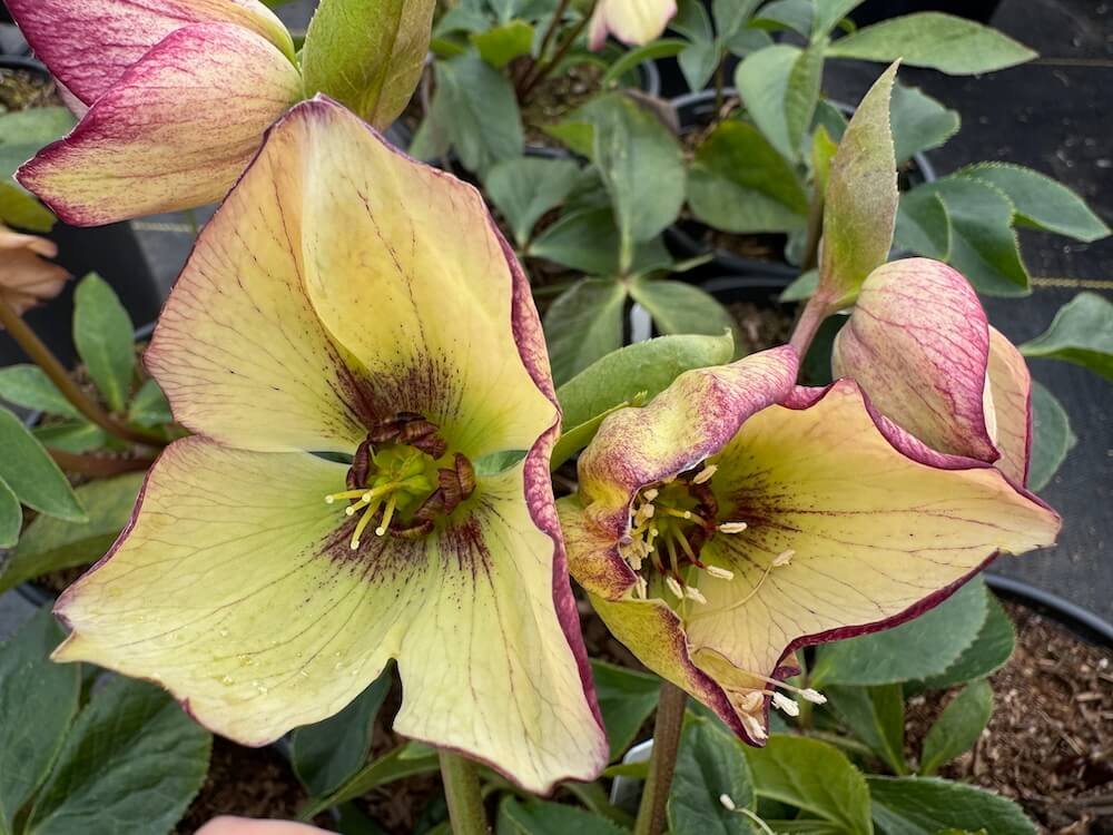 Helleborus x hybridus 'SP Anja Oudolf'