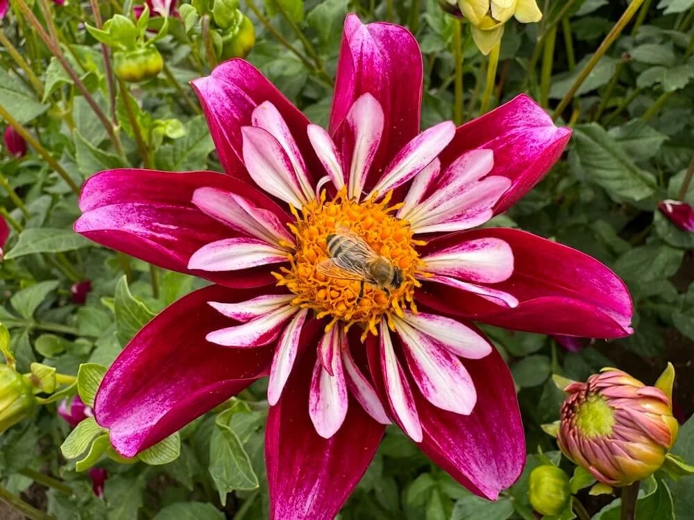 Dahlia Flower Forms