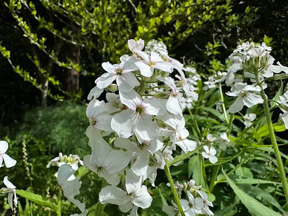 Hesperis matronalis var. albiflora