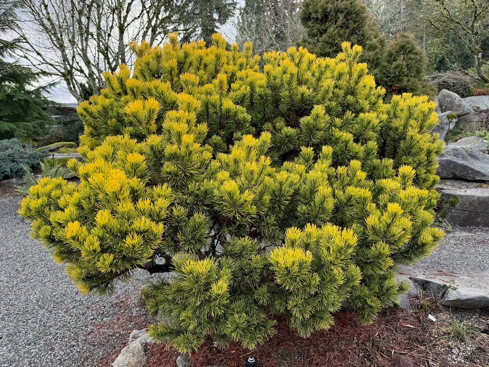 Pinus mugo 'Carstens'