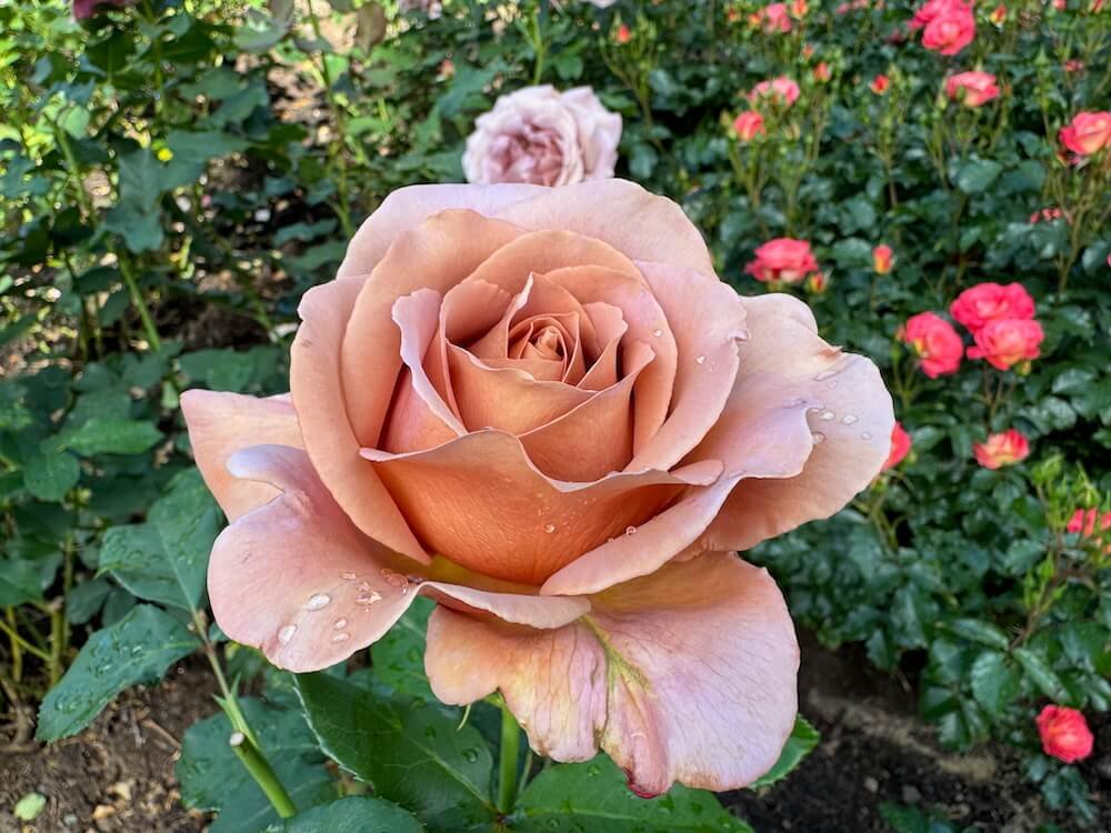 PORTLAND INTERNATIONAL ROSE TEST GARDEN