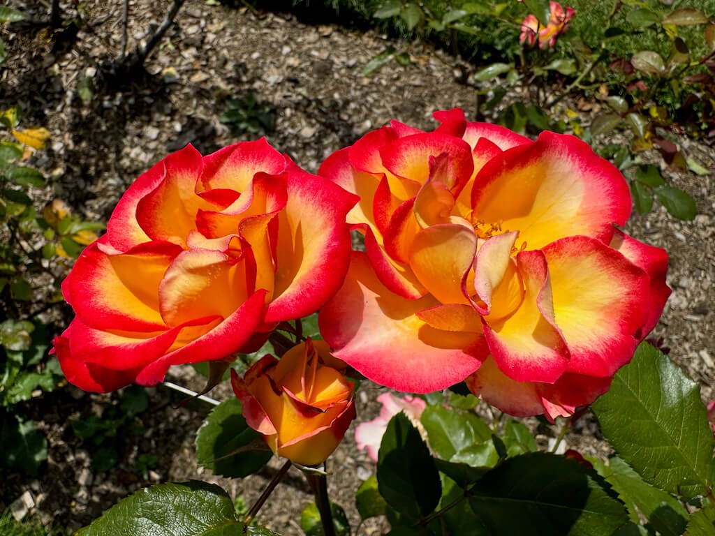 Rosa 'Wekplapic'