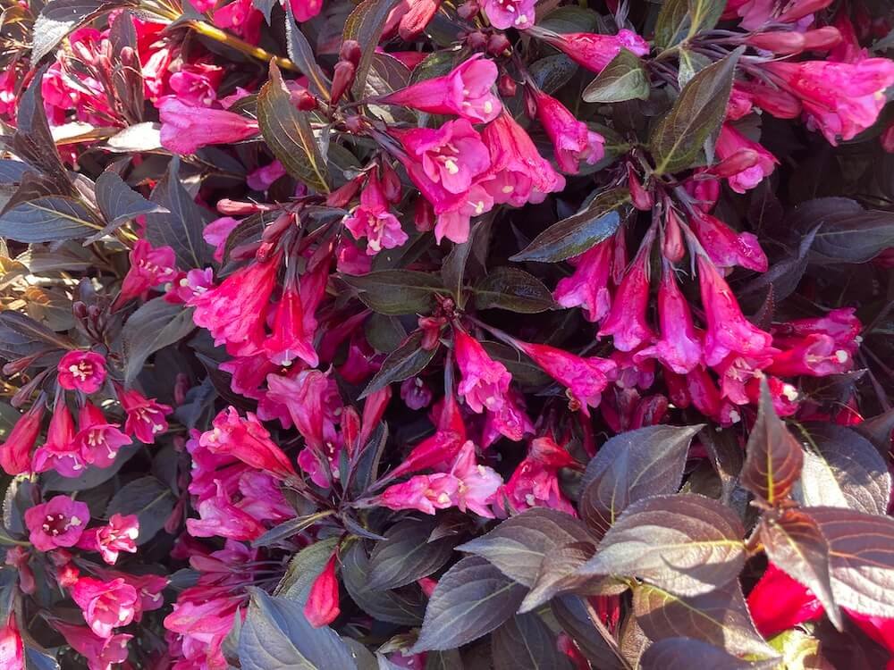 WINE & ROSES WEIGELA (Weigela)