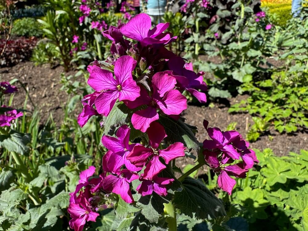 Lunaria annua