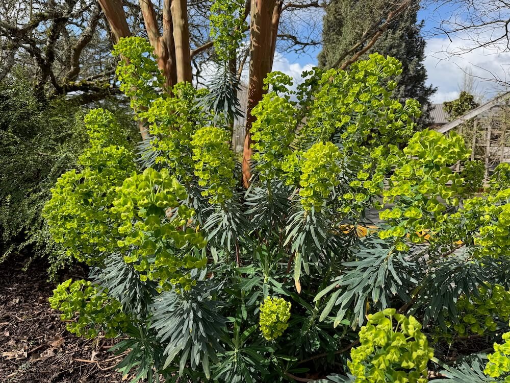 Euphorbia characias subsp. wulfenii