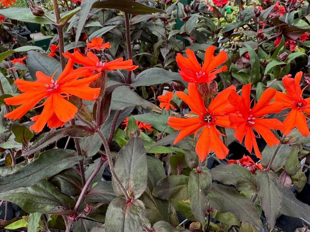 Lychnis x arkwrightii 'Vesuvius'