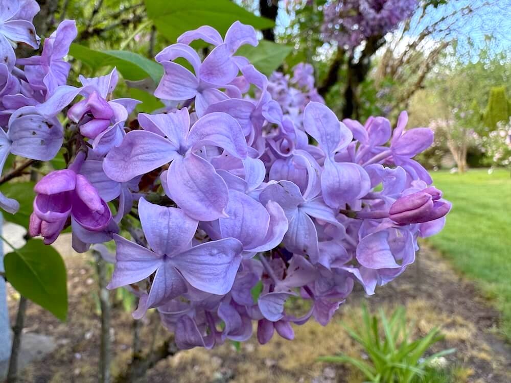 Syringa vulgaris 'R. and B. Mills'
