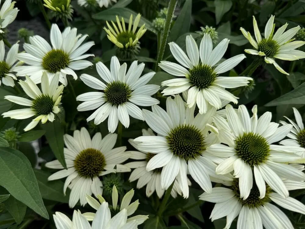 Echinacea 'Kismet White'