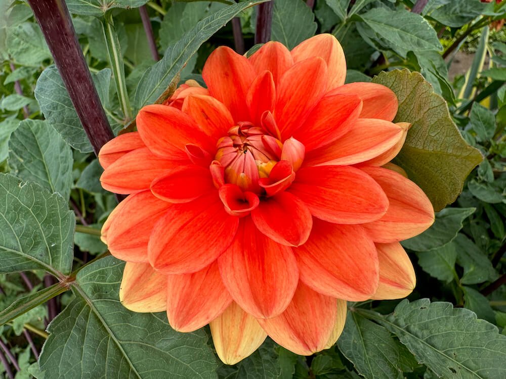 Dahlia 'Teddy'