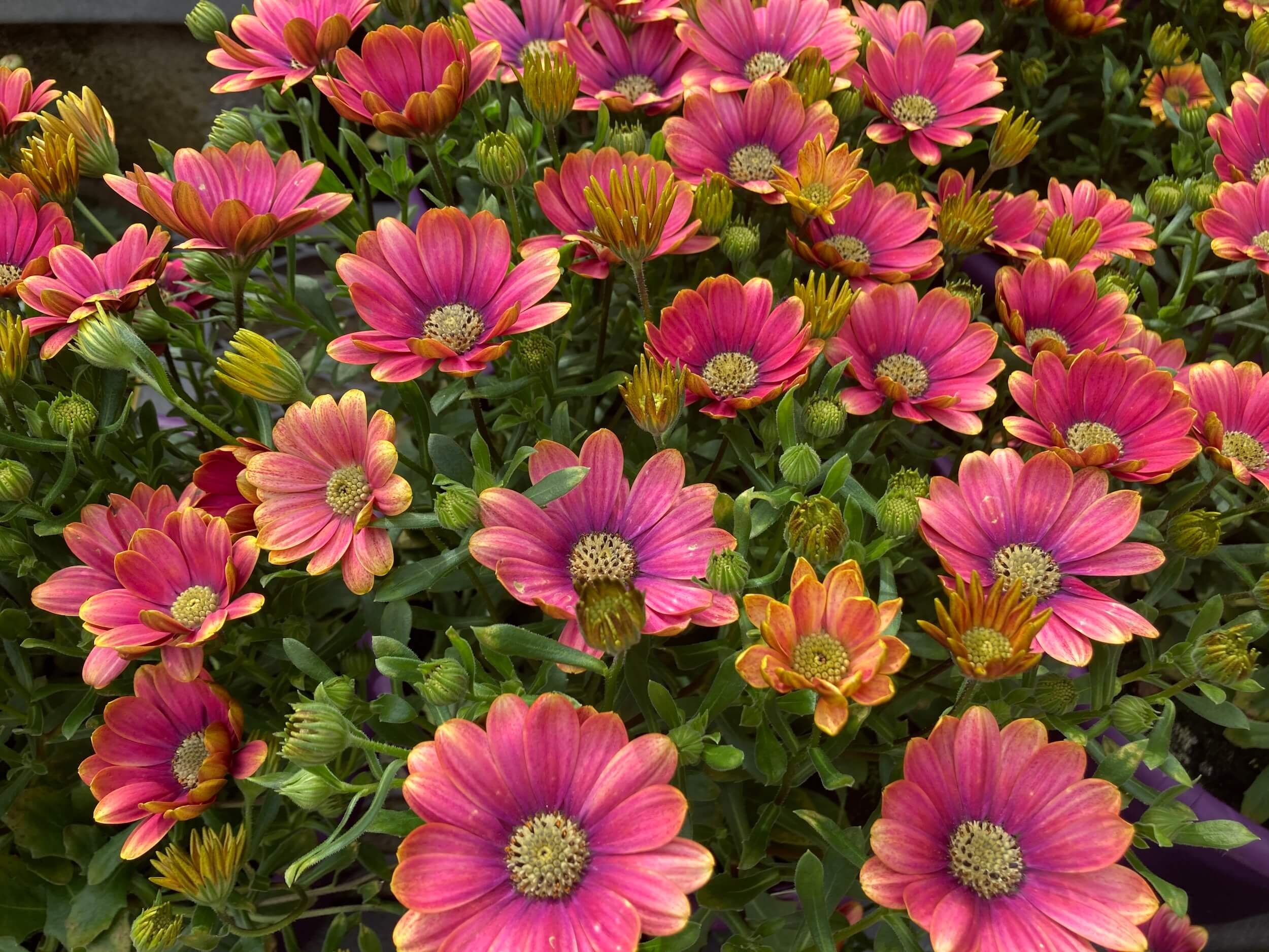SEBRIGHT GARDENS