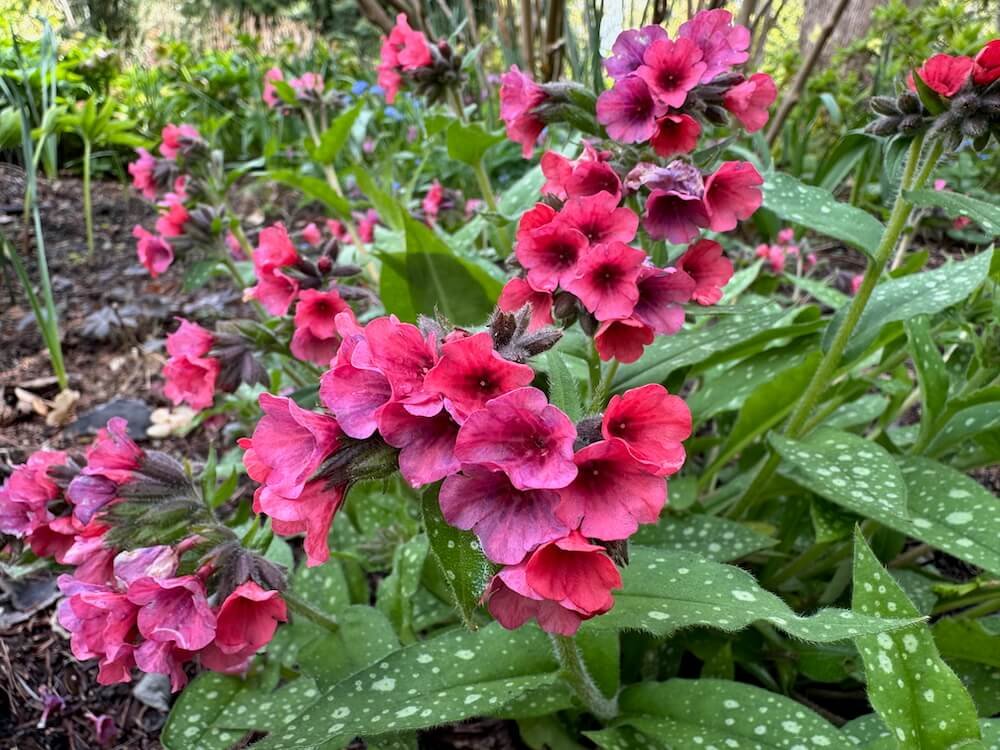 Pulmonaria 'Lisa Marie'