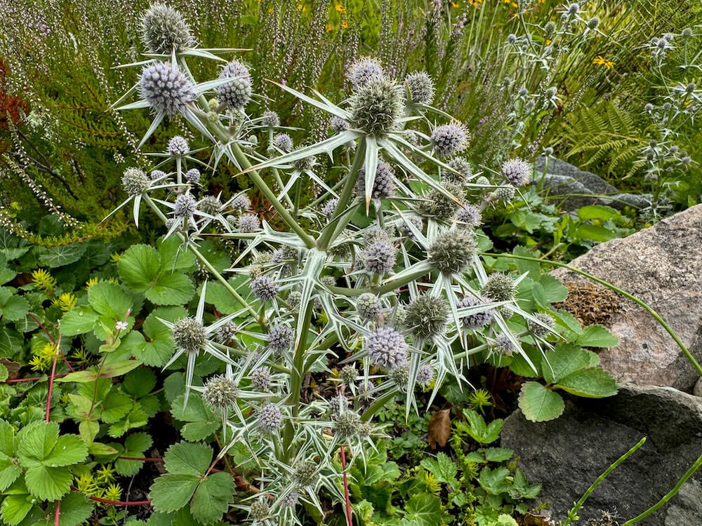 Eryngium campestre