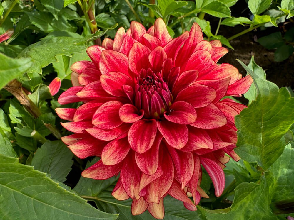 Dahlia 'N-Force'