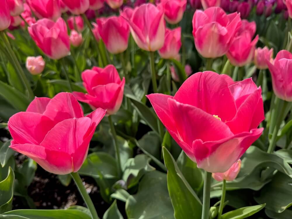 Tulipa 'Dynasty'
