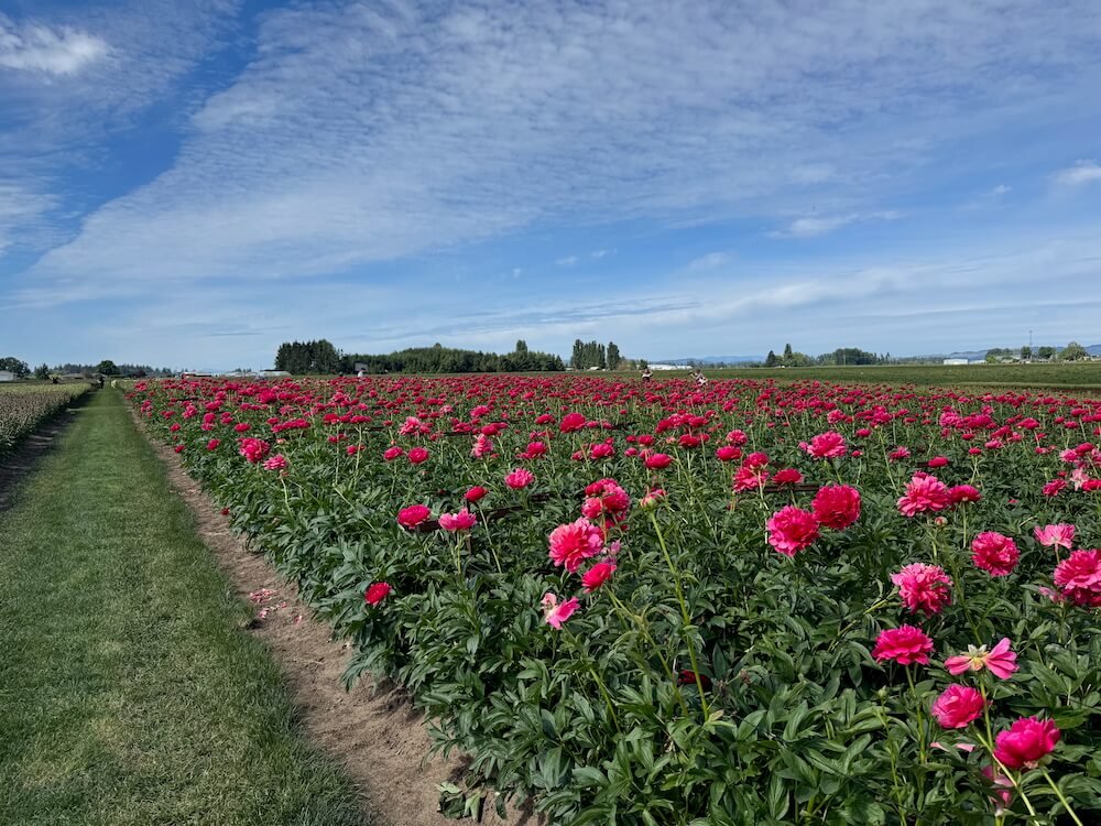 ADELMAN PEONY GARDENS