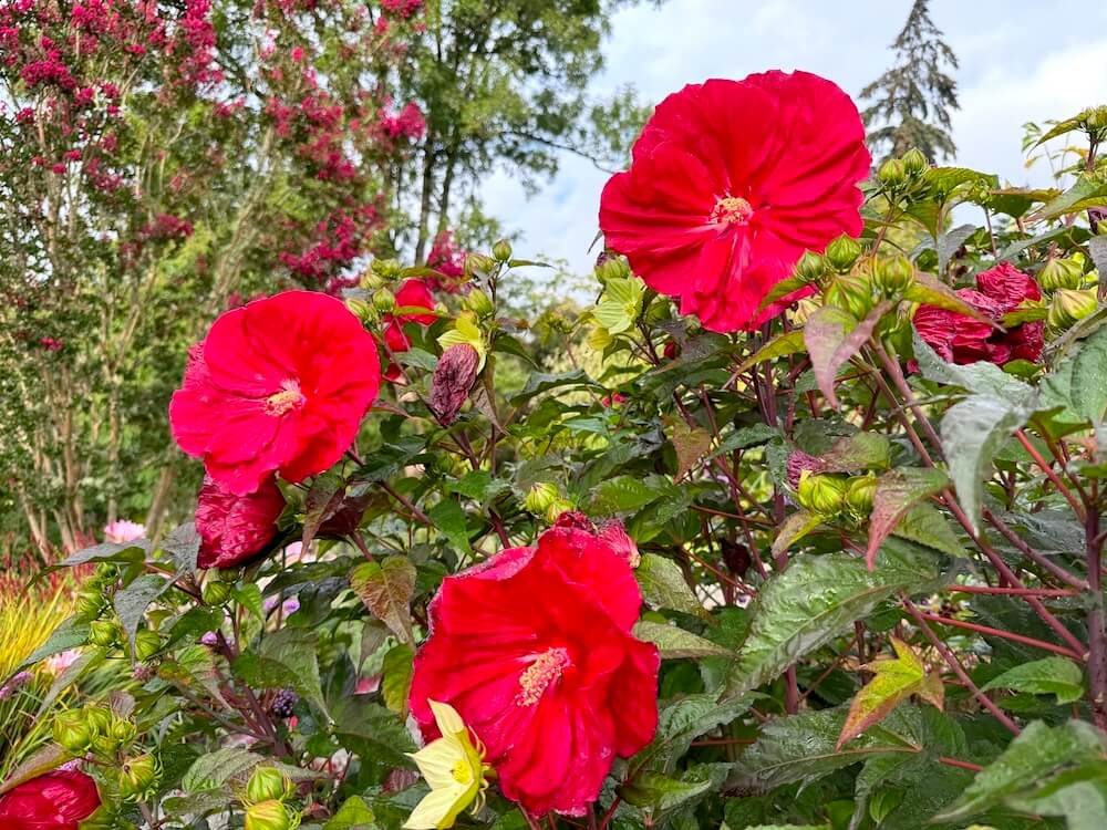Hibiscus moscheutos 'Mars Madness'