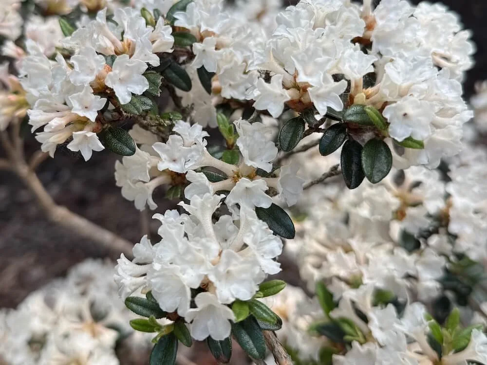 Rhododendron 'Liz Ann'