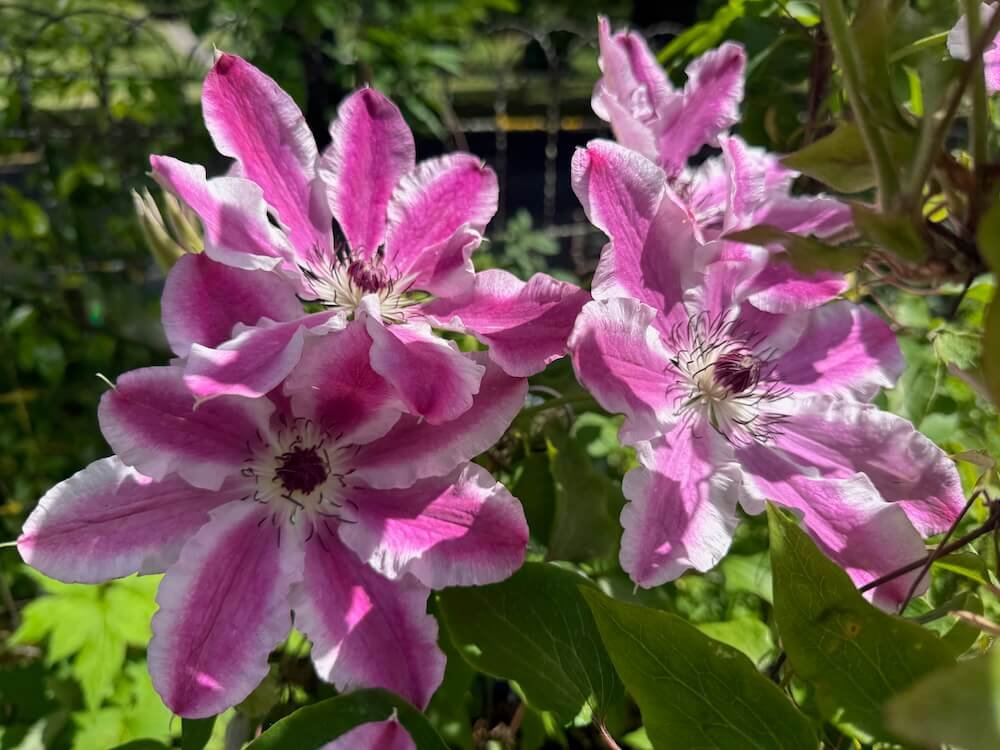 Clematis patens 'Souvenir du Capitaine Thuilleaux'
