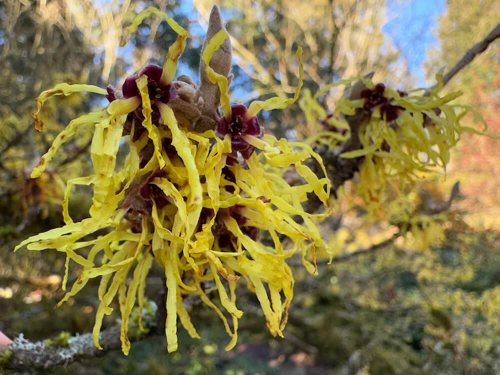Hamamelis x intermedia 'Pallida'