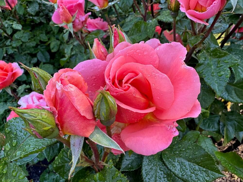 Woodland Park Rose Garden