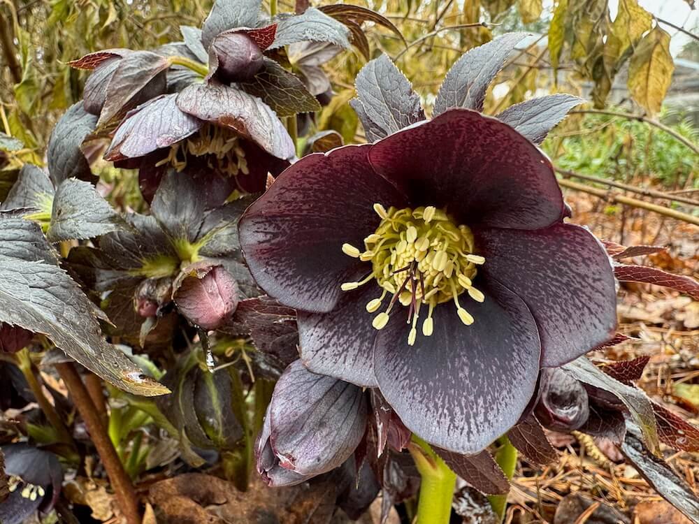 Helleborus x hybridus Winter Jewels 'Blue Diamond'