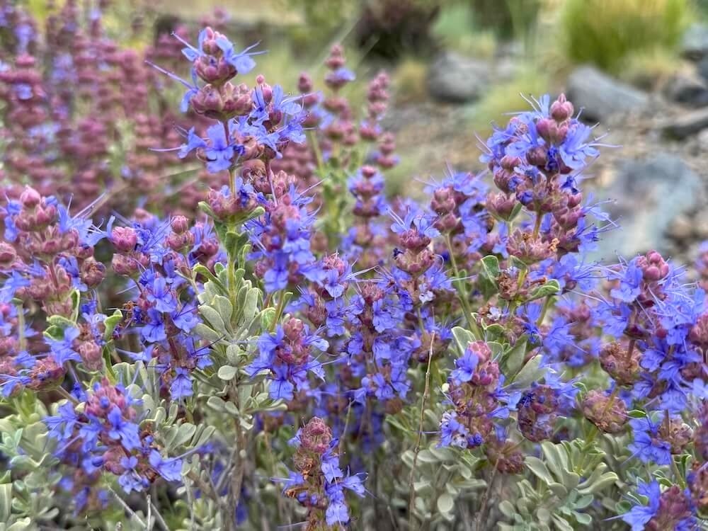 Salvia dorrii