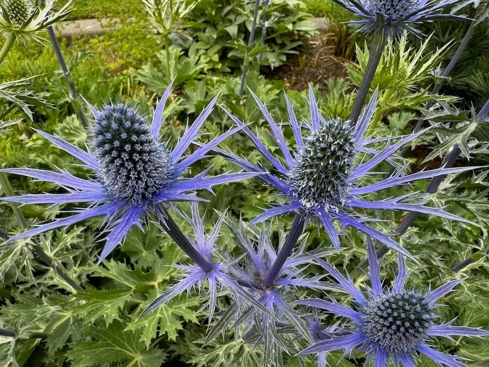 SEA HOLLY (Eryngium)