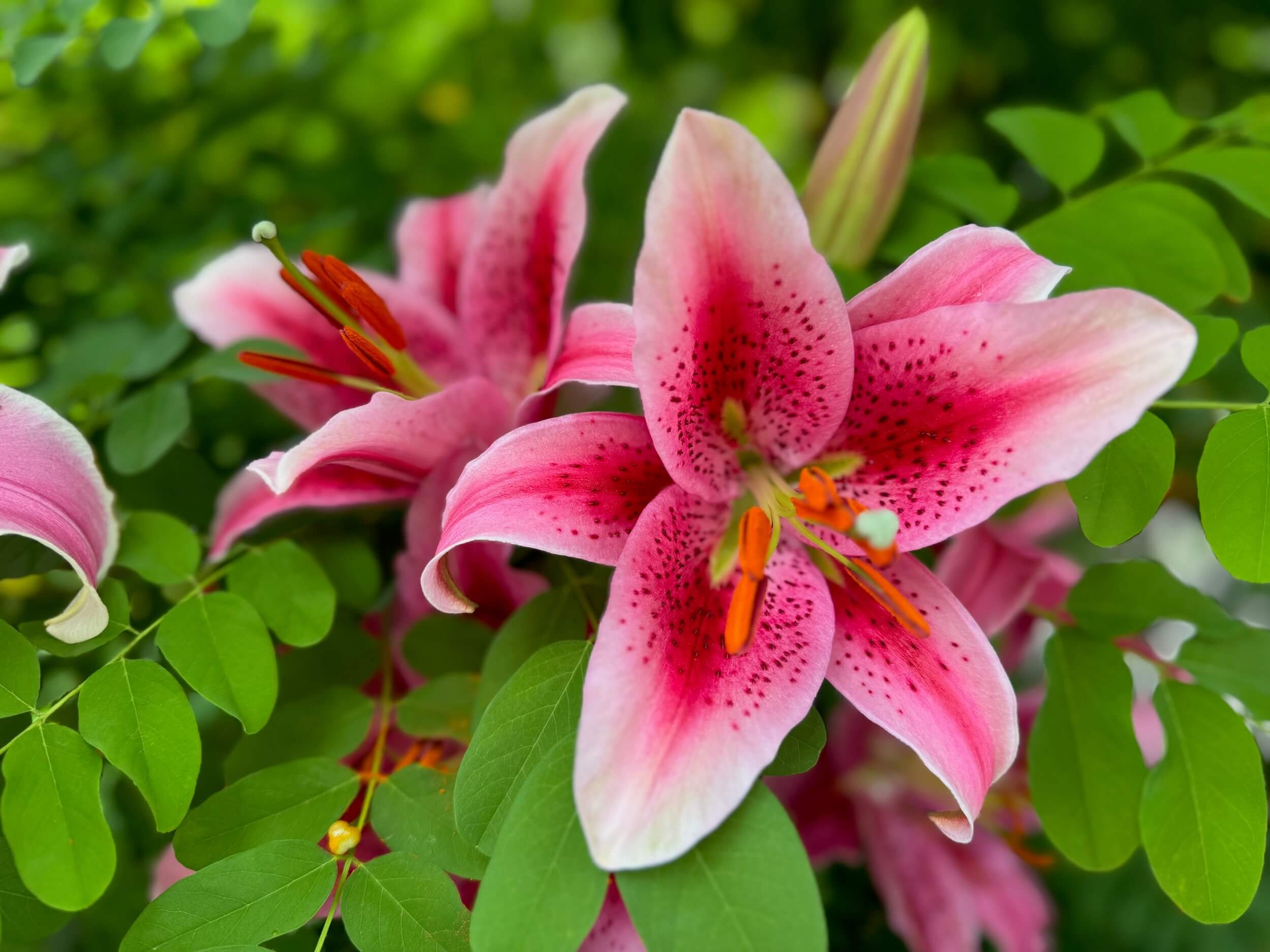 Oregon Summer Gardens Tour