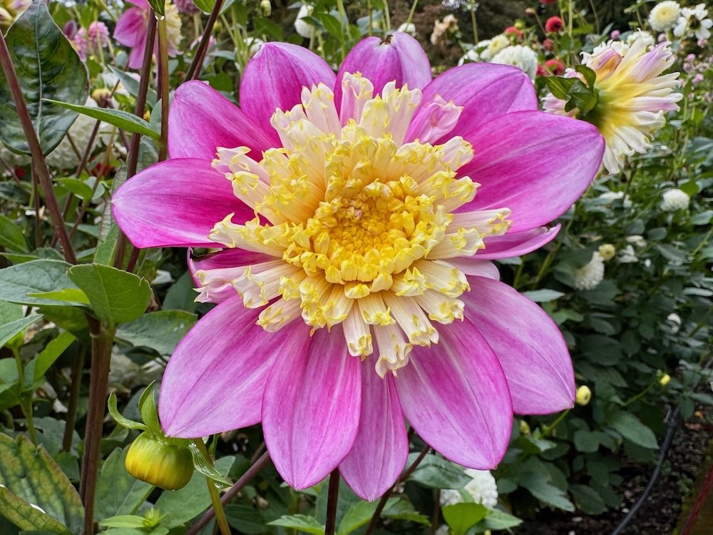 Dahlia 'Sandia Evie'