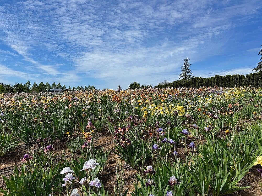 MID-AMERICA (IRIS) GARDEN
