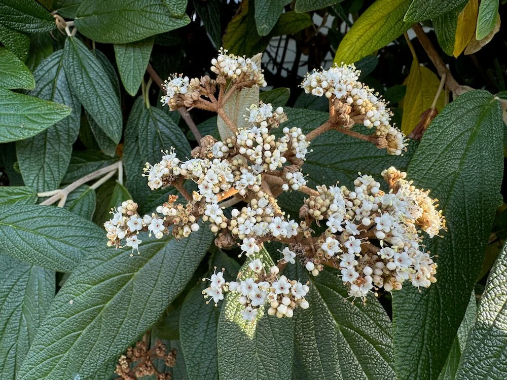 Viburnum Rhytidophyllum