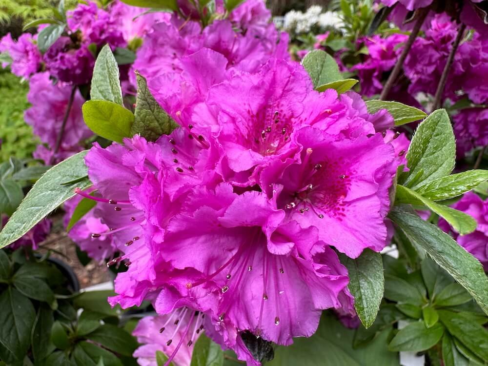 Rhododendron 'Sherwood Orchid'