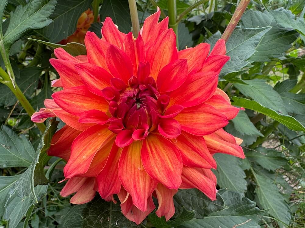 Dahlia 'Brenda's Orange'