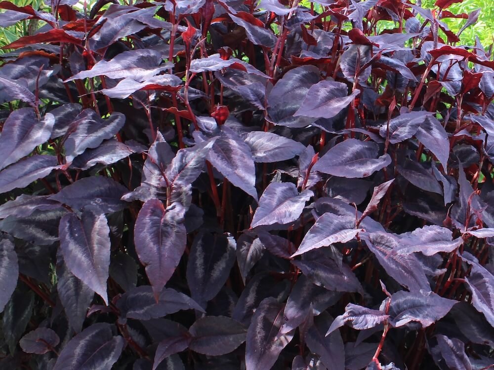 Persicaria microcephala ‘Red Dragon’