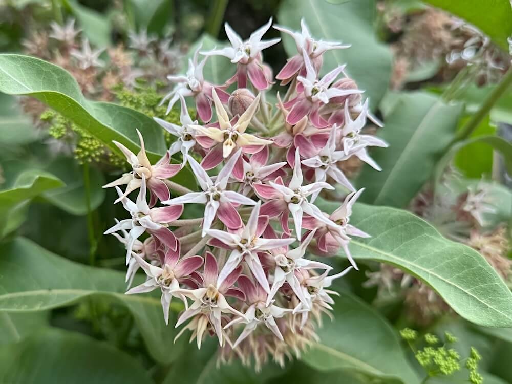 Asclepias speciosa