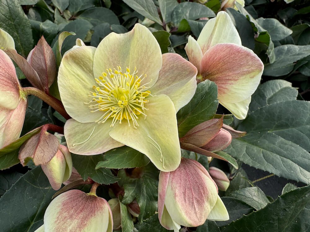 Helleborus x ballardiae HGC 'Cinnamon Snow'