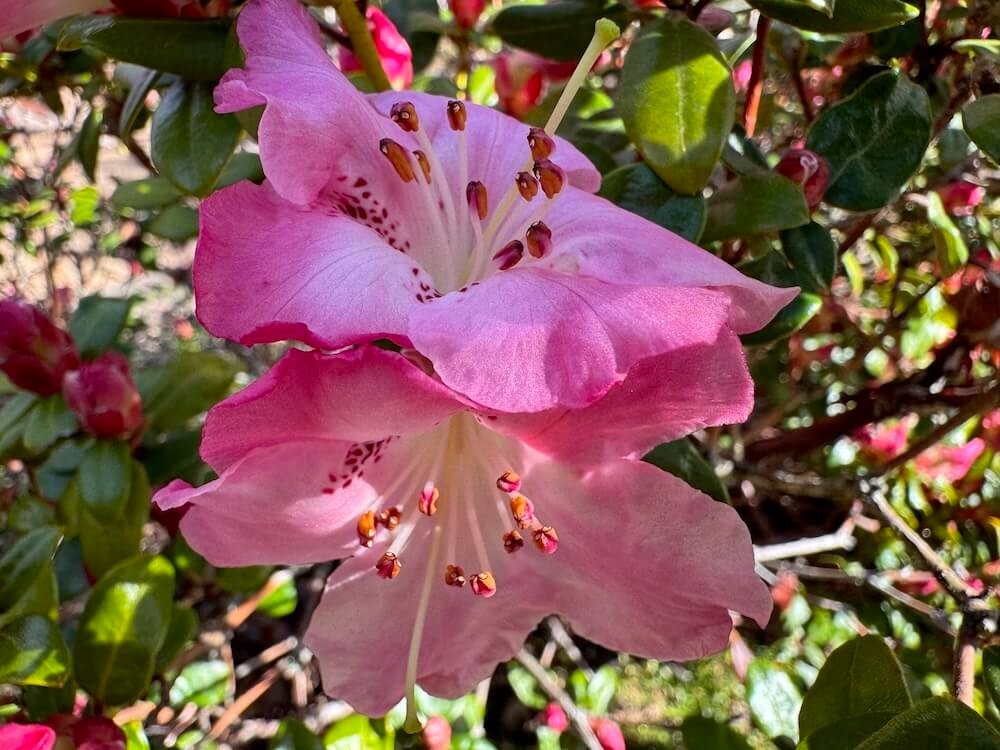 Rhododendron moupinense
